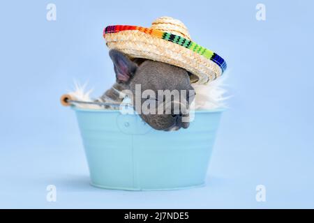 Chien de taureaux français endormi chiot avec chapeau de paille d'été dans un seau sur fond bleu Banque D'Images