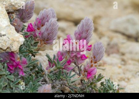 Ebony crétoise, un petit arbuste méditerranéen légumineuse aux fleurs rose vif, qui pousse dans un environnement rocheux Banque D'Images