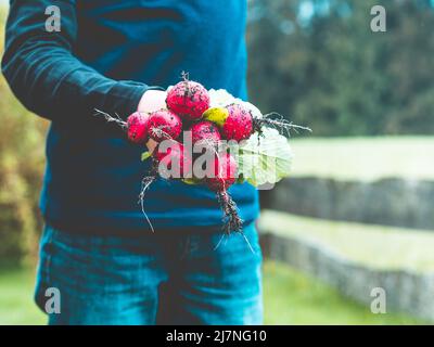 l'image montre un jeune jardinier tenant des radis fraîchement récoltés entre les mains ; scène de jardin avec jardin, prairie, pelouse et clôture de jardin à l'arrière-plan Banque D'Images