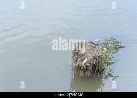 Un oiseau heron de l'étang indien observant les poissons tout en étant assis sur une tige de noix de coco entourée par l'eau au milieu d'un étang Banque D'Images