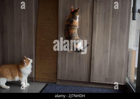 Jeune chaton joue avec l'image du pointeur laser Banque D'Images