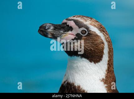 Manchot africain - Spheniscus demersus - portrait en profil Banque D'Images