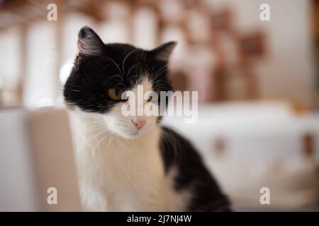 chat couché sur une table en bois regardant la caméra Banque D'Images