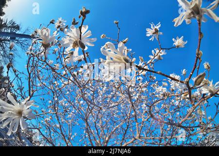 Belle perspective Fisheye de Magnolia X Loebneri encore fleurs Blossoms contre Blue Sky Banque D'Images