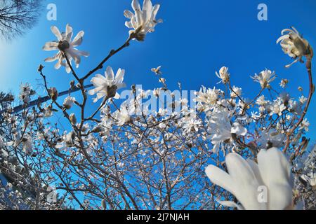 Belle perspective Fisheye de Magnolia X Loebneri encore fleurs Blossoms contre Blue Sky Banque D'Images