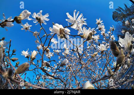 Belle perspective Fisheye de Magnolia X Loebneri encore fleurs Blossoms contre Blue Sky Banque D'Images