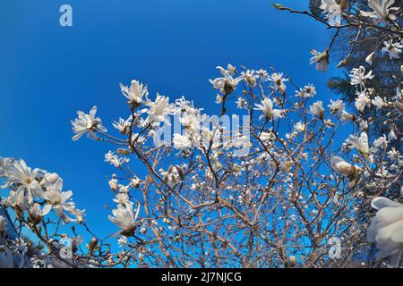 Belle perspective Fisheye de Magnolia X Loebneri encore fleurs Blossoms contre Blue Sky Banque D'Images