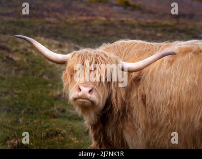 The Highland Cow, la plus ancienne race de bétail enregistrée au monde, connue sous le nom de doux géants de l'Écosse. Banque D'Images