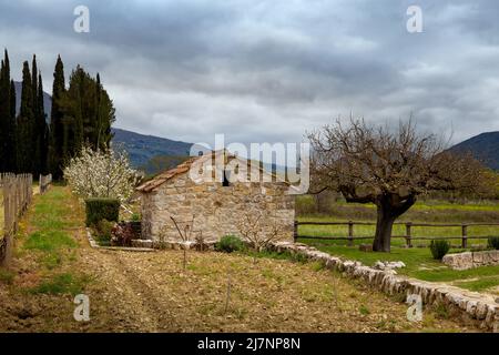 Ancienne grange agricole dans le vignoble de printemps. Agriculture Adriatique. Banque D'Images