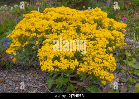 Fleurs jaune vif du panier de saxatilis d'aurina d'or Banque D'Images