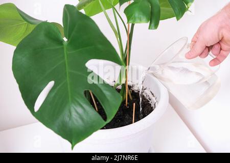 Un homme arrose une plante de monstère à partir d'un arrosoir. Soin des plantes à domicile. Banque D'Images