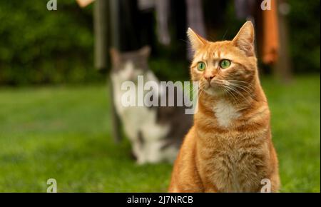 Un beau chat rouge assis dans l'arrière-cour, regarde tout de suite Banque D'Images