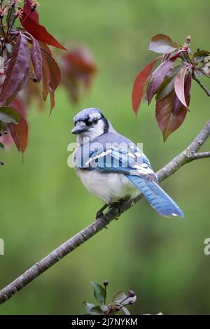 Geai bleu assis sur une branche de pomme de crabe avec fond vert Banque D'Images