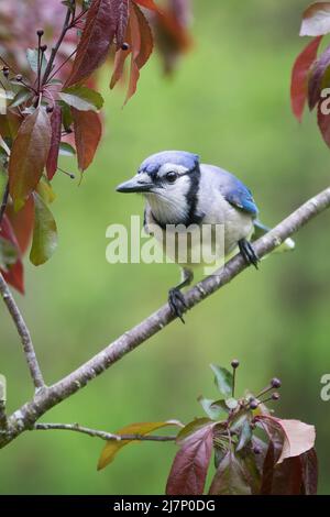 Geai bleu assis sur une branche de pomme de crabe avec fond vert Banque D'Images
