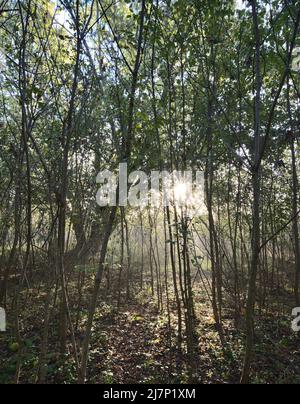 Une image portrait du lever du soleil à travers une forêt dense à l'automne dans le Kentucky. Banque D'Images