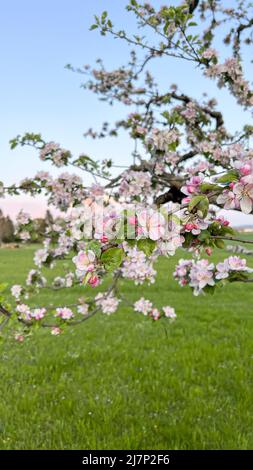 Floraison de fleurs de pommiers. Printemps. Paysage de la nature Banque D'Images