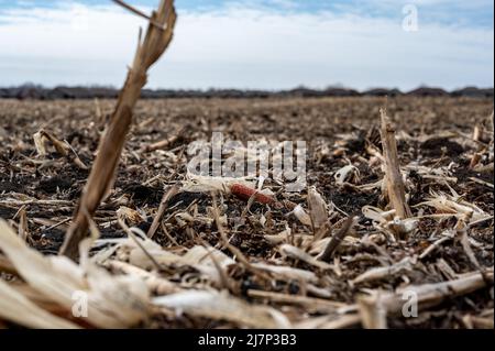 Champ de maïs après la récolte avec une surface striée sur un sol dépercé. Banque D'Images