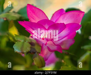 Schlumbergera plante en fleur avec des fleurs roses, fleur de cactus de Noël gros plan Banque D'Images