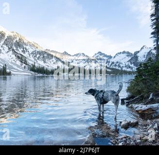 Le chien bénéficie d'une vue magnifique sur les montagnes et les lacs alpins Banque D'Images