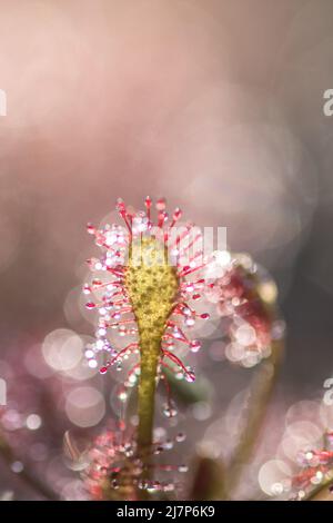 Drosera intermedia sundaw plante macrophoto Banque D'Images