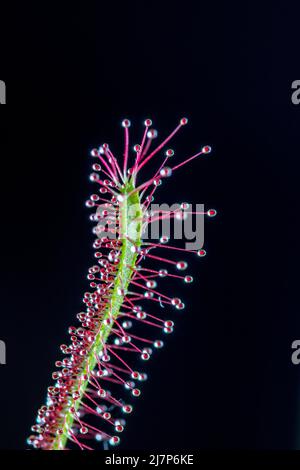 Drosera intermedia sundaw plante macrophoto Banque D'Images