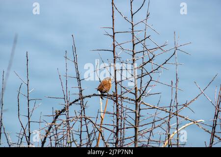 Vault Beach 290422 Banque D'Images