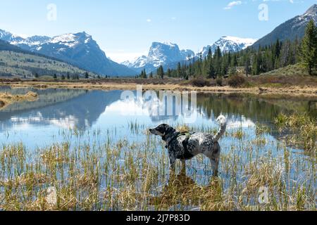 Mon chien dans un lac de montagne dans la chaîne de Wind River. Banque D'Images