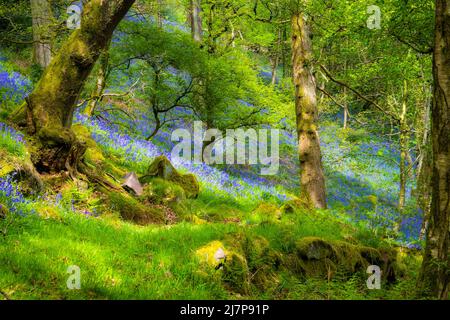 Fleurs sauvages printanières dans la campagne anglaise, tapis de cloches dans une forêt de Peak District Banque D'Images