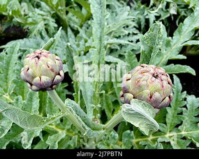 Artichauts biologiques frais qui poussent dans un potager Banque D'Images