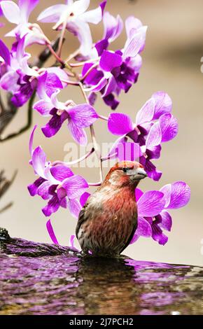 Le finch à tête rouge se baignant dans un trou d'eau à proximité. Banque D'Images