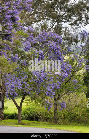 Magnifiques arbres jacaranda fleuris dans le nord de maui. Banque D'Images