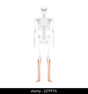 Squelette du tibia de la jambe, du péroné, du pied, de la cheville vue antérieure avant humaine avec position des os partiellement transparente. Anatomique correct réaliste concept plat Illustration vectorielle isolée sur fond blanc Illustration de Vecteur