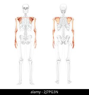 Squelette du membre supérieur bras avec ceinture d'épaule vue arrière avant humaine avec position des os partiellement transparente. Jeu de mains, clavicule, scapula réaliste concept plat Illustration vectorielle anatomie isolée Illustration de Vecteur