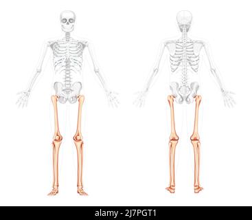 Squelette cuisses et jambes membre inférieur vue avant humaine du dos avec deux poses de bras avec des os partiellement transparents. Péroné, tibia, pied réaliste plat vecteur illustration anatomie isolée sur fond blanc Illustration de Vecteur