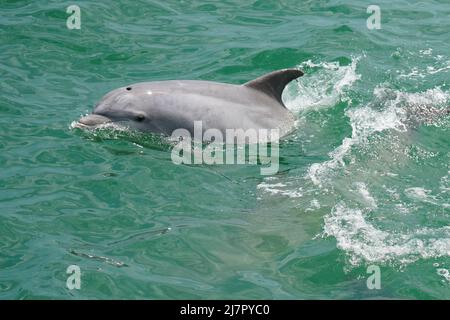Un dauphin à bottlenose commun - Tursiops truncatus - nageant le long d'un bateau au large de la côte de Virginie Banque D'Images