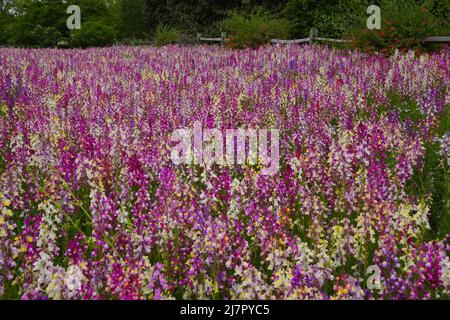 Un champ de vivaneaux stimulés - Linaria maroccana - également connu sous le nom de toadlin en fleur Banque D'Images