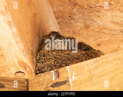 nid avec bébé robins situé sur une poutre en bois soutenant un toit en contreplaqué sur un belvédère Banque D'Images