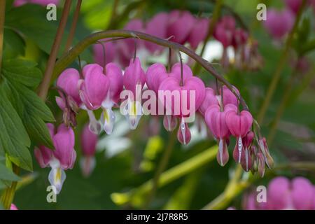 Gros plan des fleurs de Dicentra spectabilis rose pâle au printemps Banque D'Images