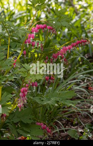 Rose pâle fleurs de Dicentra spectabilis au printemps Banque D'Images