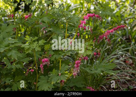 Grande plante de Dicentra spectabilis en fleur au printemps Banque D'Images