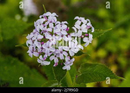 Gros plan des fleurs de mauve Lunaria rediviva au printemps Banque D'Images