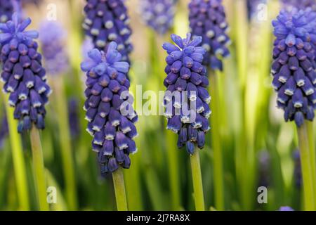 Groupe de Muscari armeniacum les yeux sombres fleurs au printemps Banque D'Images