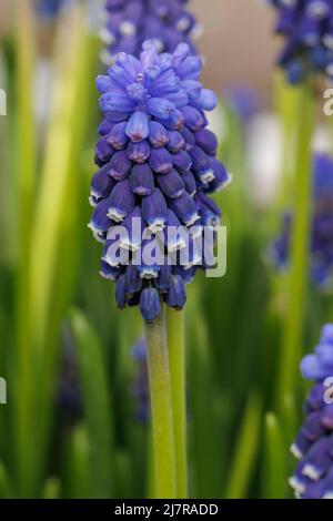 Single Muscari armeniacum les yeux foncés fleurissent au printemps Banque D'Images