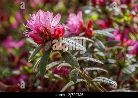 Gros plan des fleurs de scabrifolium rose vif de Rhododendron au printemps Banque D'Images