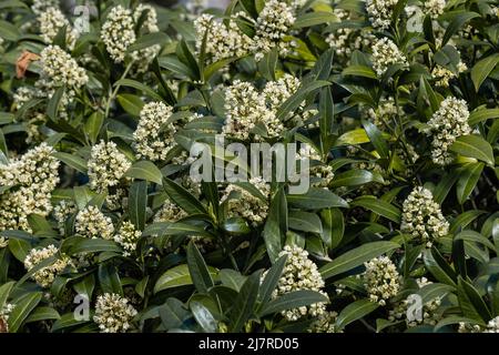 Grappe de fleurs vertes Skimmia x confusa Kew Banque D'Images