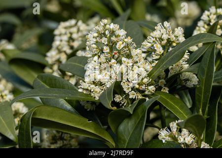 Gros plan de fleurs vertes Skimmia x confusa Kew Banque D'Images