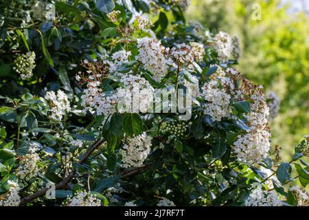 Viburnum blanc tinus Lucidum fleurit à la fin du printemps Banque D'Images