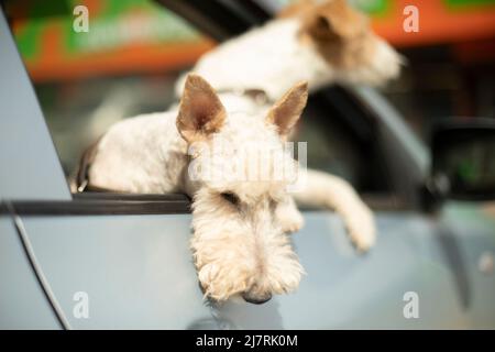 Chiens en voiture. Les animaux de compagnie regardent par la fenêtre du transport. Petits chiens blancs. Banque D'Images