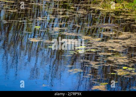 Gros plan des usines de traitement de l'eau dans un marais du Lac Saint-François, Québec, Canada, Amérique du Nord. Reflet bleu du ciel dans l'eau Banque D'Images