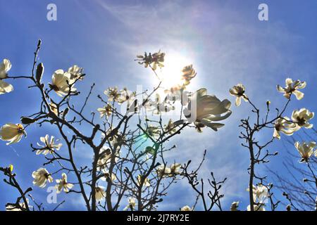 Magnifique Magnolia X Loebneri encore fleurs contre ciel bleu profond Banque D'Images